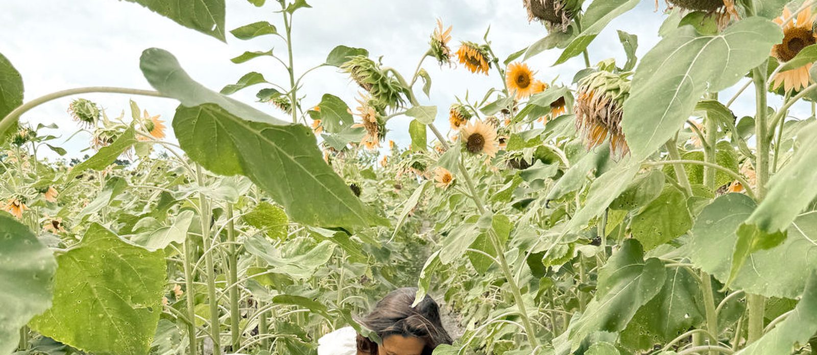 Sunflower stems reaching up against an open sky